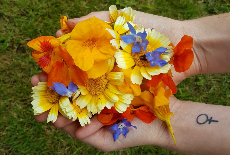 Beginner's Guide to Foraging Edible Flowers, Plants and ...